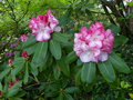 vignette Rhododendron Point defiance aux grosses fleurs de 20 cm au 06 05 15