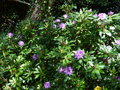 vignette Rhododendron Ponticum au 05 05 15