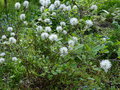 vignette Fothergilla gardenii blue mist qui entame sa floraison parfumée au 15 04 15