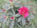 vignette Rhododendron 'Nova Zembla'