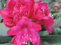 vignette Rhododendron 'Nova Zembla'