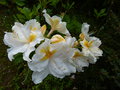 vignette Rhododendron Mount Rainier trs parfum au 08 05 15