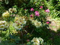 vignette Rhododendrons Mindy's love et Midnight myscic au 08 05 15