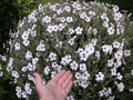 vignette Geranium maderense 'Guernsey White' - Granium de Madre blanc