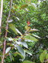 vignette Corymbia ficifolia