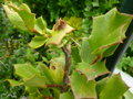 vignette GRISELINIA jodinifolia CMCHI15