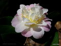 vignette ' SCENTUOUS ' camellia hybride parfumé
