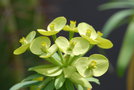 vignette Euphorbia obtusifolia