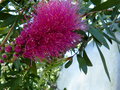 vignette Callistemon acuminatus premières fleurs au 10 05 15