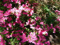 vignette Azalea japonica aux grandes fleurs doubles roses immenses au 10 05 15