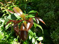 vignette Eugenia myrtiflora grandiflora (Syzygium paniculatum) au 10 05 15