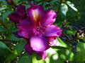 vignette Rhododendron Franck Galsworthy gros plan au 10 05 15