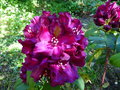 vignette Rhododendron Franck Galsworthy au 10 05 15