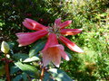 vignette Rhododendron cinnabarinum Revlon autre gros plan au 10 05 15