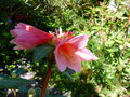 vignette Rhododendron cinnabarinum Revlon gros plan au 10 05 15