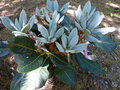 vignette Rhododendron Macabeanum  au 10 05 15
