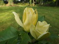 vignette Magnolia 'yellow bird'
