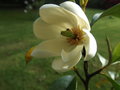vignette Magnolia (michelia) 'Allspice'
