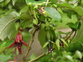 vignette Fuchsia excorticata