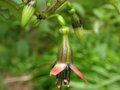 vignette Fuchsia excorticata