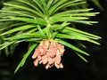 vignette Cunninghamia lanceolata = Cunninghamia lanceolata var lanceolata  - Sapin de Chine