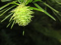 vignette Cunninghamia lanceolata var lanceolata  - Sapin de Chine
