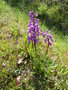 vignette orchis morio L. subsp. nigra
