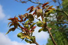 vignette Ailanthus altissima au dbourrement