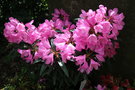 vignette Rhododendron 'Graziella'