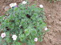 vignette geranium sanguineum 'Striatum'