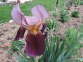 vignette Iris hybride 'Senlac'