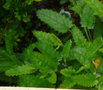vignette Betonica / Stachys officinalis ,