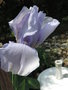 vignette Iris hybride 'Olympiad'