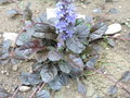 vignette Ajuga reptens 'Atropurpurea'