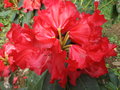 vignette Rhododendron 'Markeeta's prize'