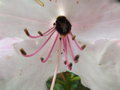 vignette Rhododendron 'Pink Pearl' (avec un bourdon au centre de la fleur)