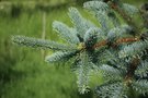 vignette Picea crassifolia