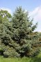 vignette Picea crassifolia