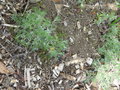 vignette Artemisia glacialis, (asteraceae) , Genepi