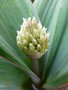 vignette Allium karataviense