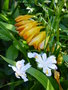 vignette Freesia / Iris japonica
