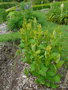 vignette Apocynum cannabinum, (apocynaceae),