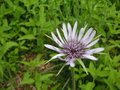 vignette Tragopogon porrifolius - Salsifis cultiv