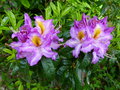 vignette Azaleodendron sunrise valley parfum au 13 05 15