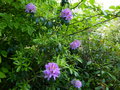 vignette Azaleodendron sunrise valley persistant et parfum au 19 05 15