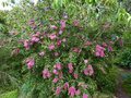 vignette Callistemon acuminatus immense et parfumé autre vue au 19 05 15
