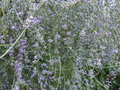 vignette Carmichaelia arenaria trs parfum au 12 05 15