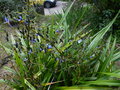 vignette Dianella tasmanica premires fleurs au 19 05 15