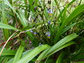 vignette Dianella tasmanica premières fleurs au 16 05 15