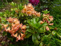 vignette Rhododendron Amber touch aux chaudes couleurs au 15 05 15